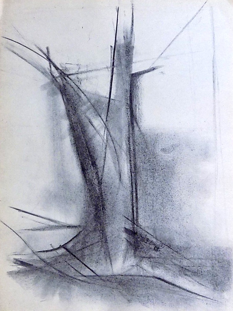 Estudio sobre los árboles ,dibujo, sobre papel, 27 cm x 20 cm , 1967